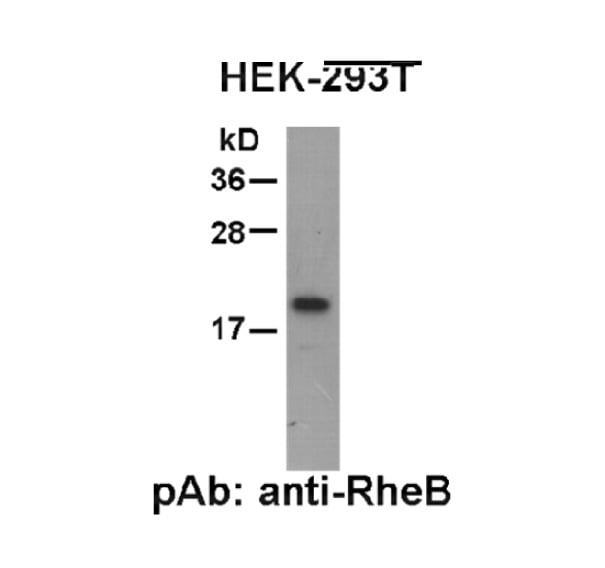 RheB PAb NewEast Biosciences GTPase Oncogene And Bioactive Protein