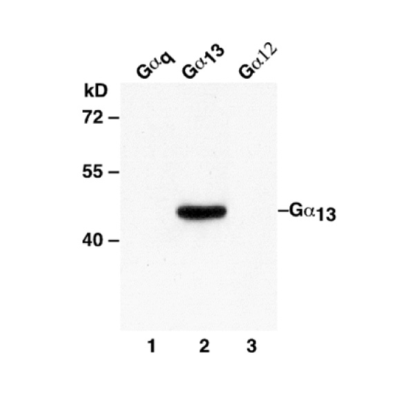 G Mab Neweast Biosciences Gtpase Oncogene And Bioactive Protein