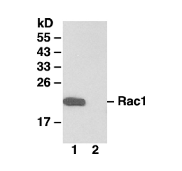 Rac1 MAb NewEast Biosciences GTPase Oncogene And Bioactive Protein