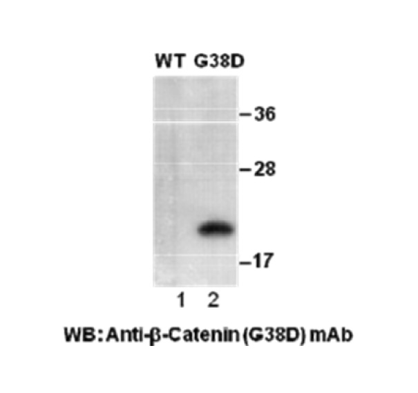 β Catenin G38D NewEast Biosciences GTPase Oncogene and Bioactive