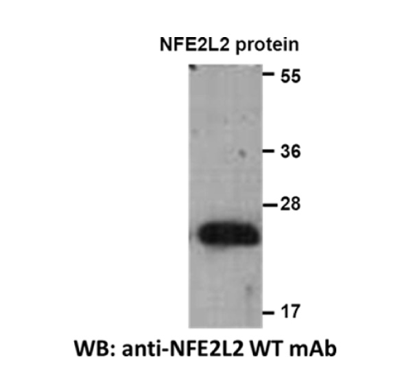 NFE2L2 MAb NewEast Biosciences GTPase Oncogene And Bioactive Protein