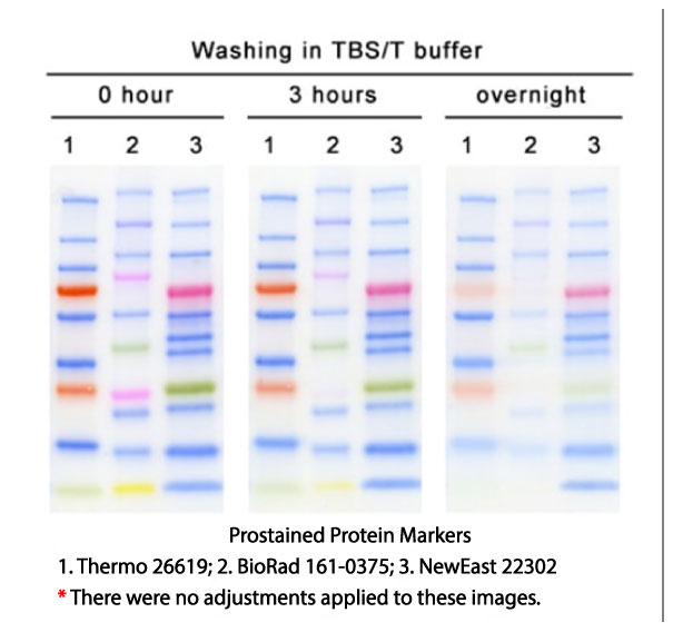 Dual Color Prestained Protein Marker Neweast Biosciences Gtpase