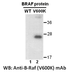 Anti-Flag MAb - NewEast Biosciences - GTPase And Oncogene