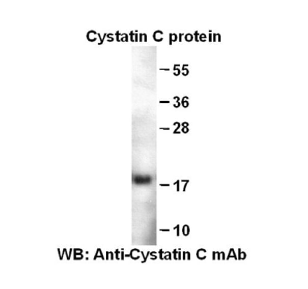 Cystatin C MAb - NewEast Biosciences - GTPase, Oncogene And Bioactive ...