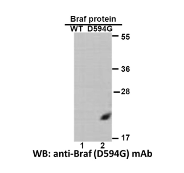 BRAF(D594G) - NewEast Biosciences - GTPase, Oncogene And Bioactive Protein